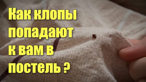 Как избавиться от клопов в квартире — действенные методы и рекомендации